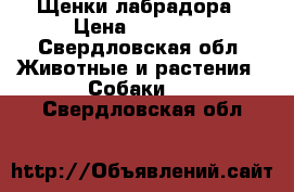 Щенки лабрадора › Цена ­ 12 000 - Свердловская обл. Животные и растения » Собаки   . Свердловская обл.